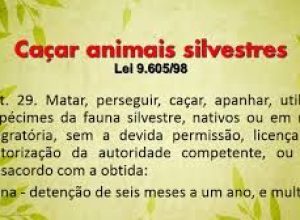 4 animais silvestres