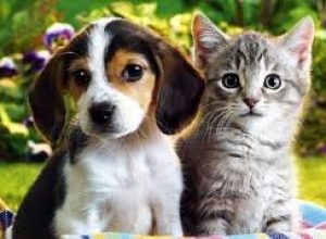 Animais de estimação