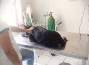 Cão abandonado