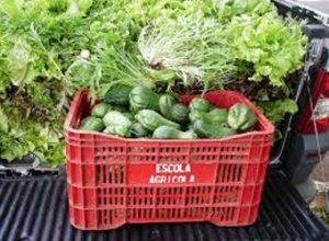 Hortaliças ôrganicas