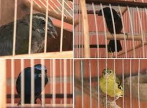 Passáros silveastres