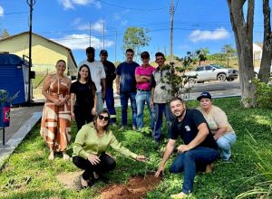 Pau brasil senador (2)