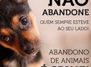 abandono de animais