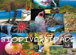 biodiversidade