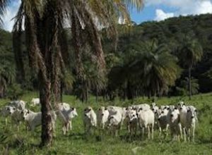 carbono-agropecuaria