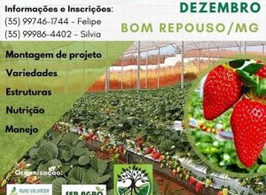 curso de morango-br