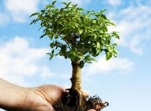 preservacao-das-arvores