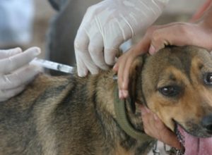 vacinacao_antirrabica